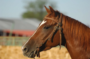A brown horse