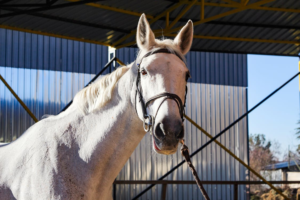 A horse with a rope halter