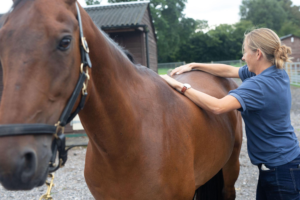 A person petting a horse