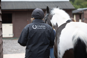 A vet standing next to a horse